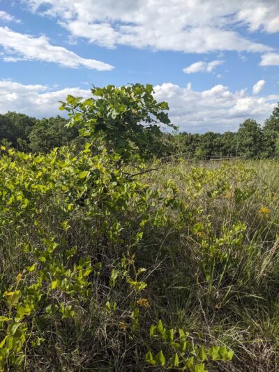 Choate Mine Trail - Owings Mills, MD