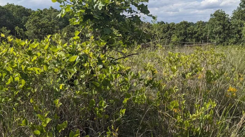 Choate Mine Trail - Owings Mills, MD