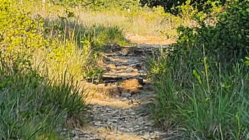 Choate Mine Trail - Owings Mills, MD