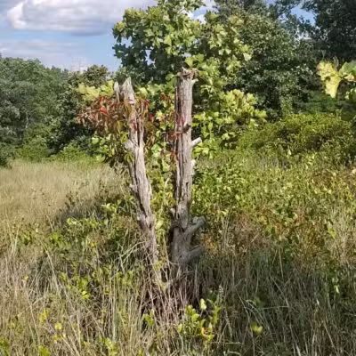 Choate Mine Trail - Owings Mills, MD