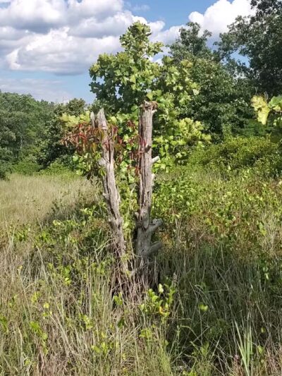 Choate Mine Trail - Owings Mills, MD