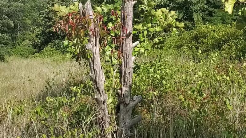 Choate Mine Trail - Owings Mills, MD