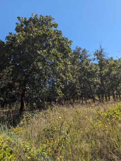 Choate Mine Trail - Owings Mills, MD