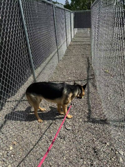 Honey Bee Maze - Oxford, NY