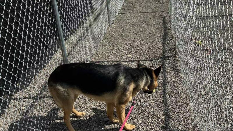 Honey Bee Maze - Oxford, NY