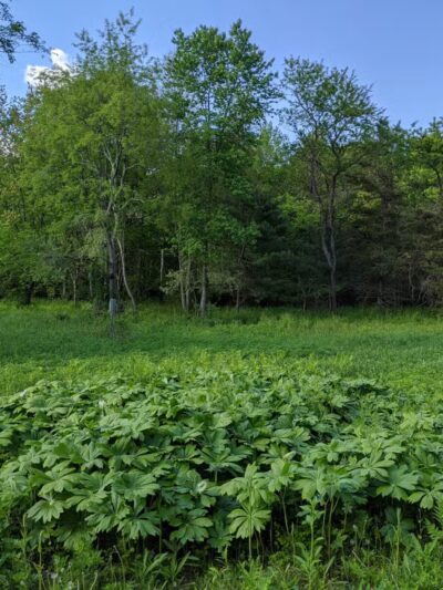 Hope Goddard Iselin Preserve - Oyster Bay, NY