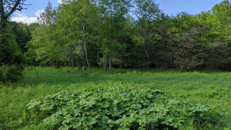Hope Goddard Iselin Preserve - Oyster Bay, NY