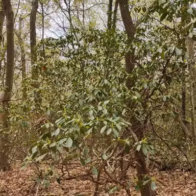 Hope Goddard Iselin Preserve - Oyster Bay, NY