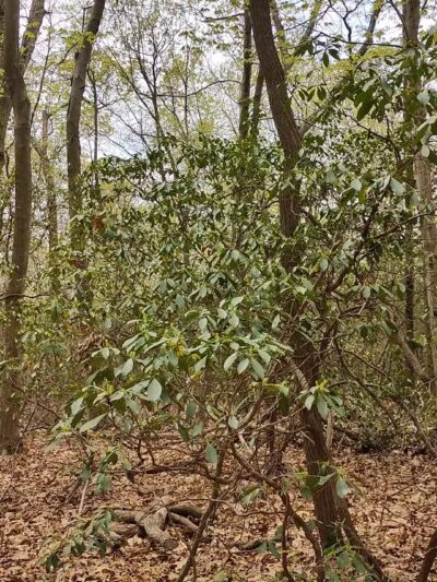 Hope Goddard Iselin Preserve - Oyster Bay, NY