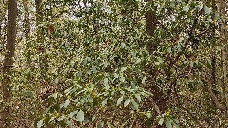 Hope Goddard Iselin Preserve - Oyster Bay, NY