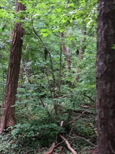 Theodore Roosevelt Sanctuary - Oyster Bay, NY