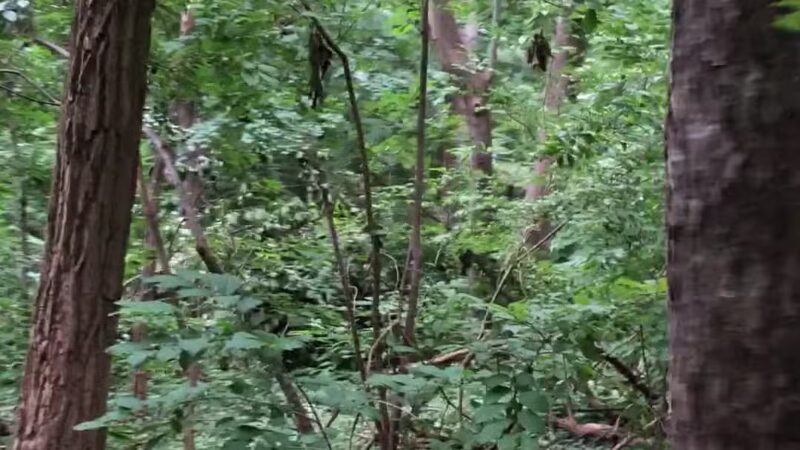 Theodore Roosevelt Sanctuary - Oyster Bay, NY