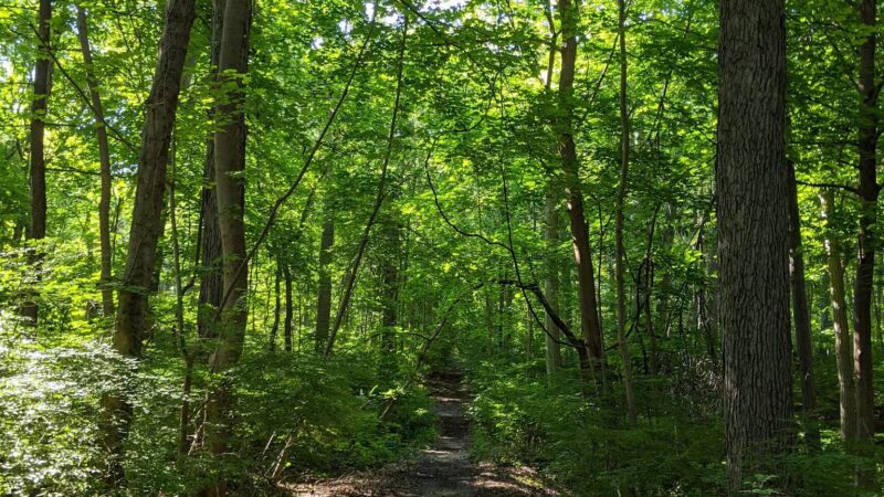 Tiffany Creek Preserve - Oyster Bay, NY