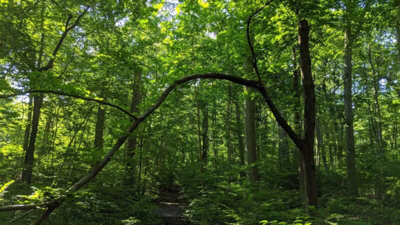 Tiffany Creek Preserve - Oyster Bay, NY