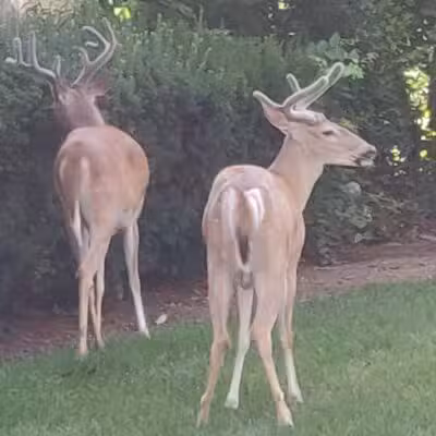 McEllen Park - Paramus, NJ
