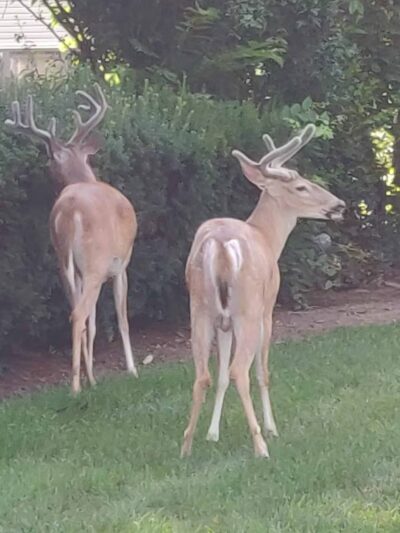 McEllen Park - Paramus, NJ