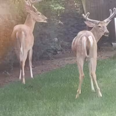 McEllen Park - Paramus, NJ