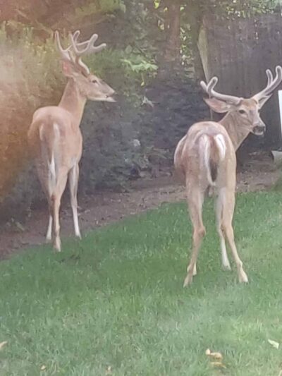 McEllen Park - Paramus, NJ