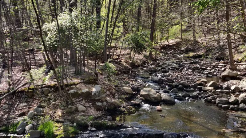 Kayma Parki - Park Ridge, NJ