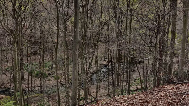 Kayma Parki - Park Ridge, NJ