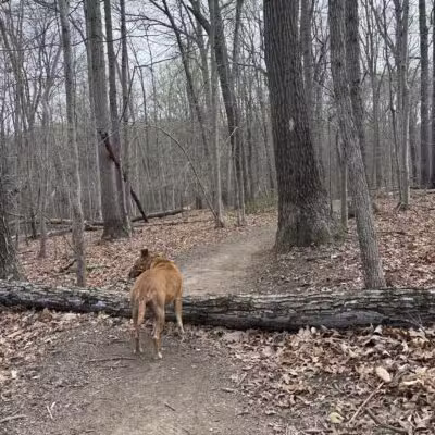 Gunpowder : Bunker Hill And Mingo Fork Loop - Parkton, MD