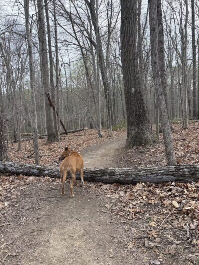 Gunpowder : Bunker Hill And Mingo Fork Loop - Parkton, MD