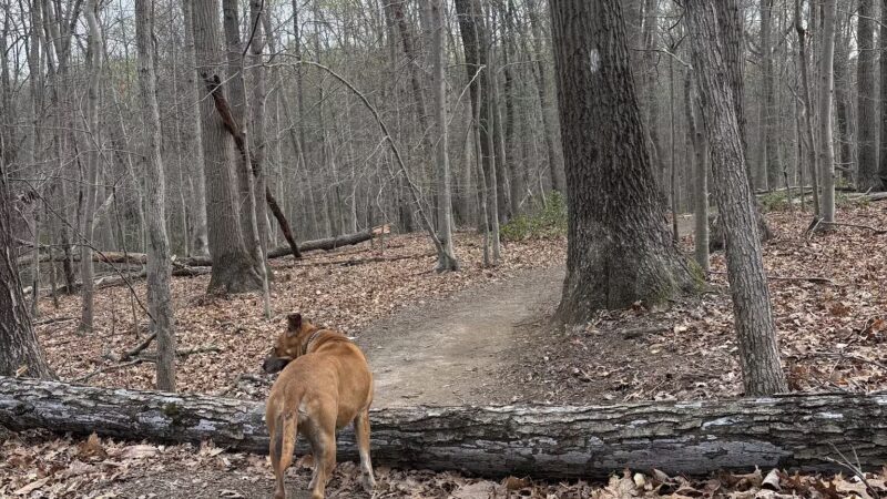Gunpowder : Bunker Hill And Mingo Fork Loop - Parkton, MD