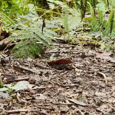 Gunpowder State Park Trails Mt Carmel Rd - Parkton, MD