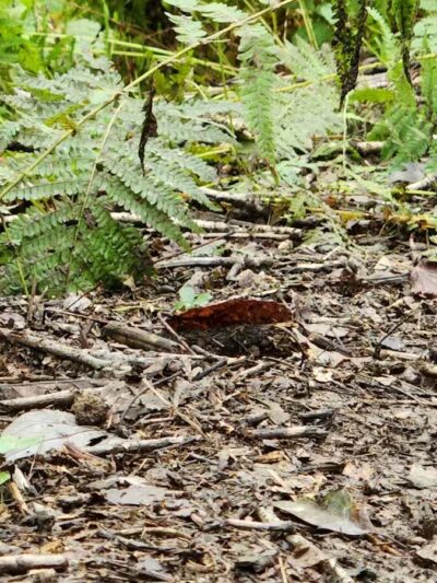 Gunpowder State Park Trails Mt Carmel Rd - Parkton, MD