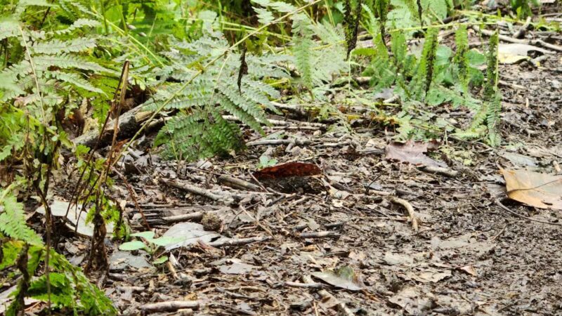 Gunpowder State Park Trails Mt Carmel Rd - Parkton, MD