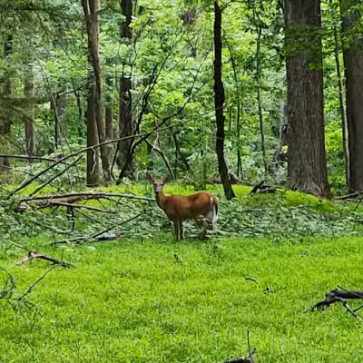 Gunpowder State Park Trails Mt Carmel Rd - Parkton, MD