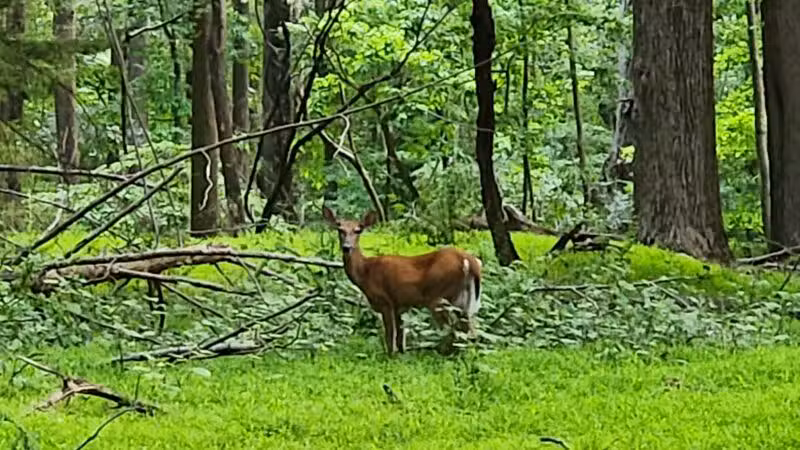 Gunpowder State Park Trails Mt Carmel Rd - Parkton, MD
