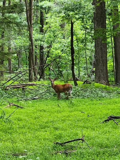 Gunpowder State Park Trails Mt Carmel Rd - Parkton, MD