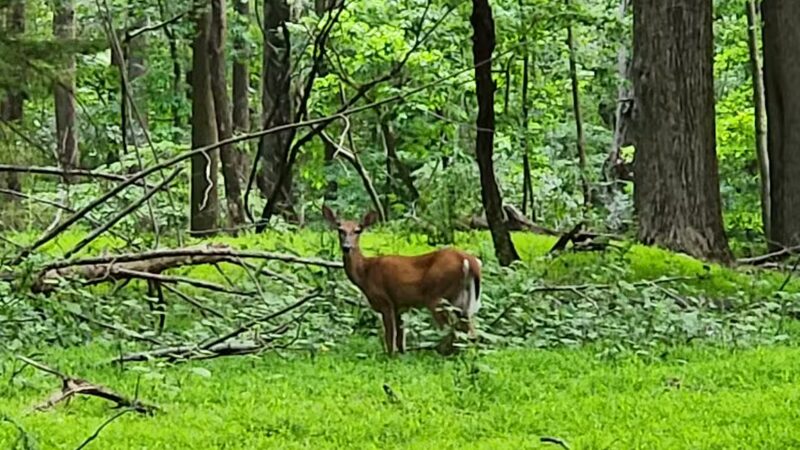 Gunpowder State Park Trails Mt Carmel Rd - Parkton, MD