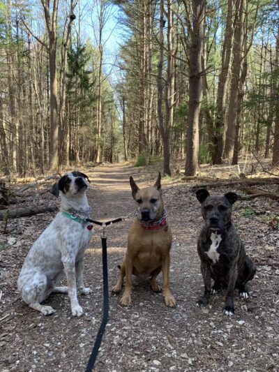 Mingo Forks Trail - Parkton, MD