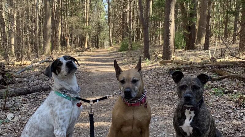 Mingo Forks Trail - Parkton, MD