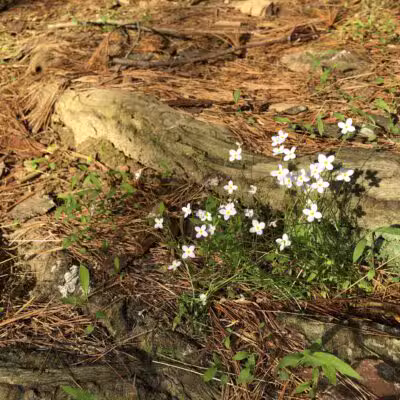 Mingo Forks Trail - Parkton, MD