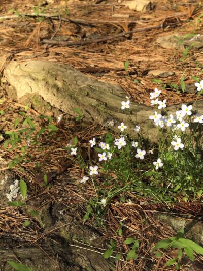 Mingo Forks Trail - Parkton, MD