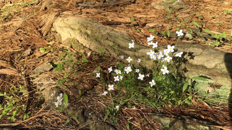 Mingo Forks Trail - Parkton, MD