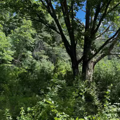 Prettyboy Hiking Trail - Parkton, MD