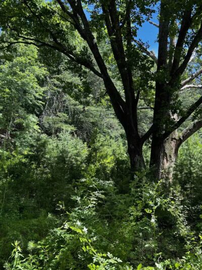 Prettyboy Hiking Trail - Parkton, MD