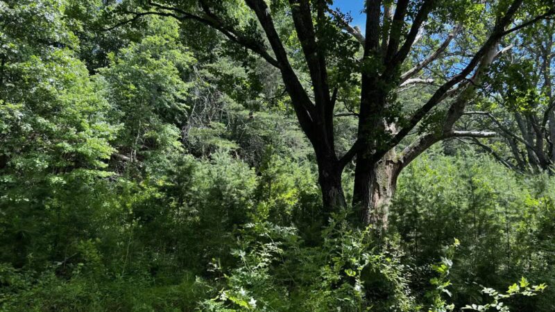 Prettyboy Hiking Trail - Parkton, MD