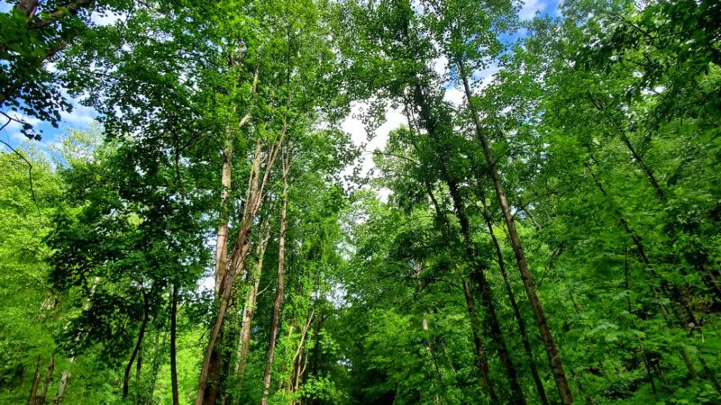 Torrey C. Brown Rail Trail - Parkton, MD