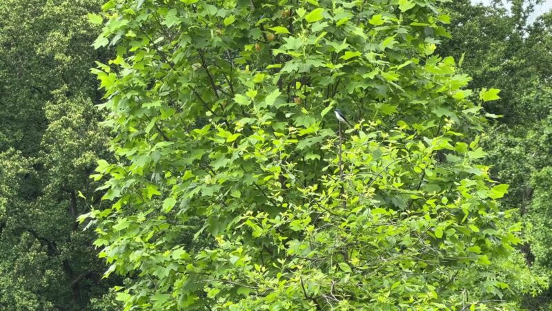 Cromwell Valley Park - Parkville, MD