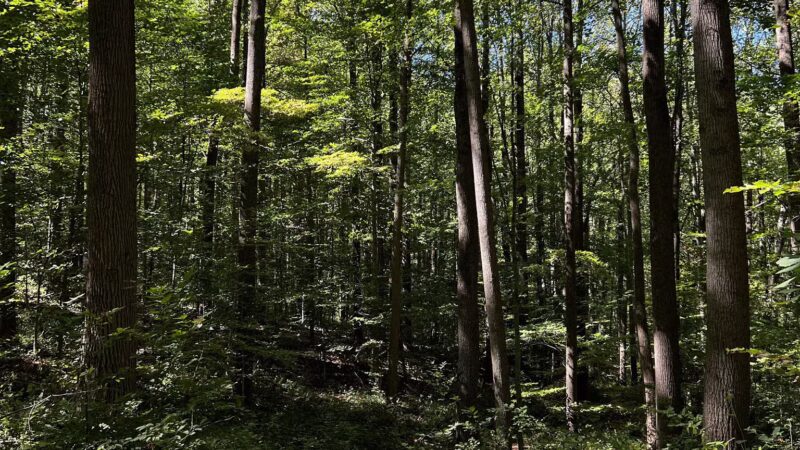 Cromwell Valley Park - Parkville, MD