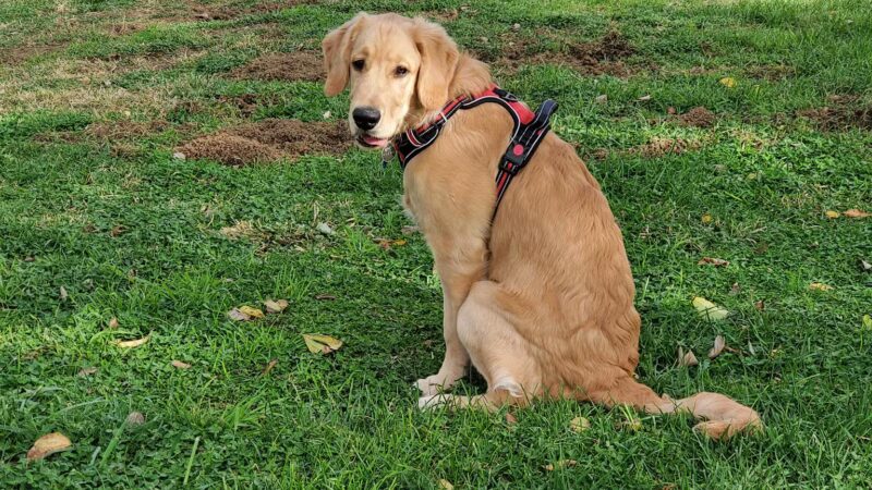 Patterson Dog Park - Patterson, CA