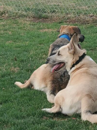 Patterson Dog Park - Patterson, CA