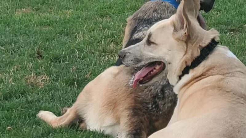 Patterson Dog Park - Patterson, CA