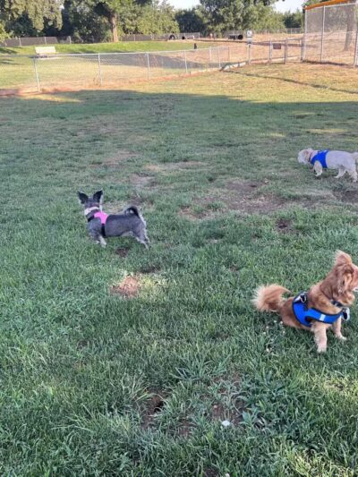 Patterson Dog Park - Patterson, CA