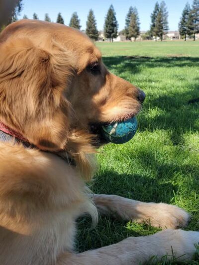 Sports Complex & Dog Park Restrooms - Patterson, CA